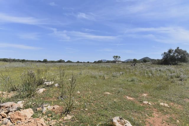 Terreno Não Urbanizado para venda em Manacor - 625 000 € (Ref: 6648859)