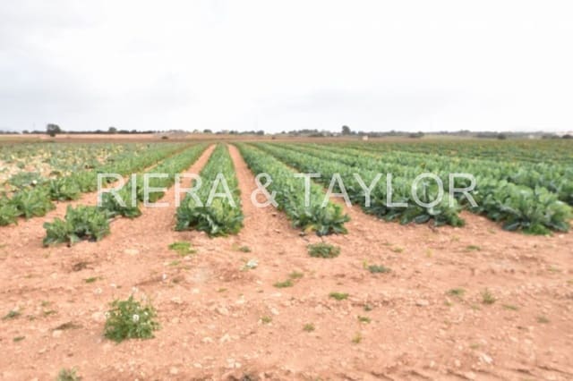 Undeveloped Land for sale in Manacor - € 40,000 (Ref: 6757322)