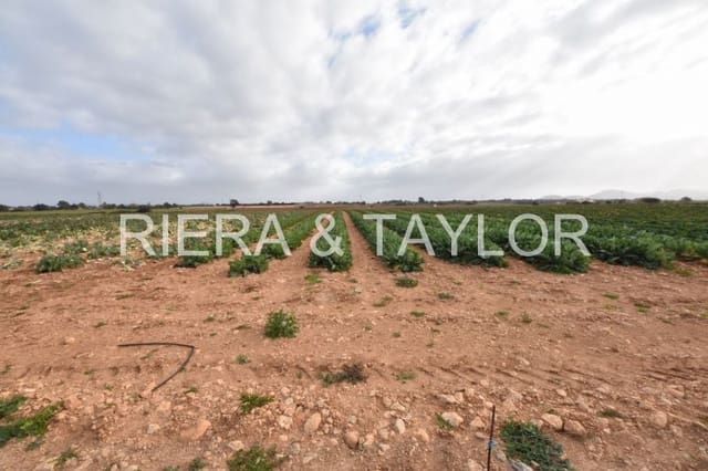 Undeveloped Land for sale in Manacor - € 40,000 (Ref: 6757322)