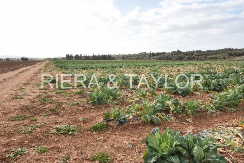 Undeveloped Land for sale in Manacor - € 40,000 (Ref: 6757322)