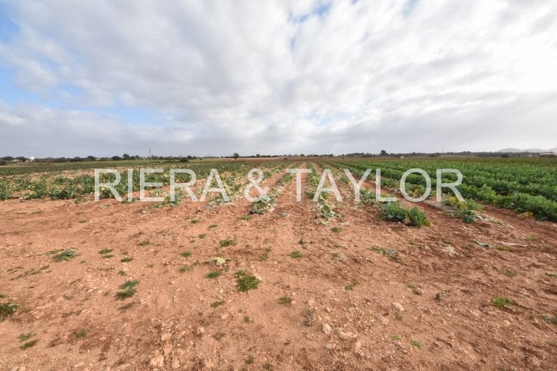 Undeveloped Land for sale in Manacor - € 40,000 (Ref: 6757322)