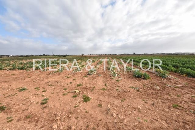 Undeveloped Land for sale in Manacor - € 40,000 (Ref: 6757322)