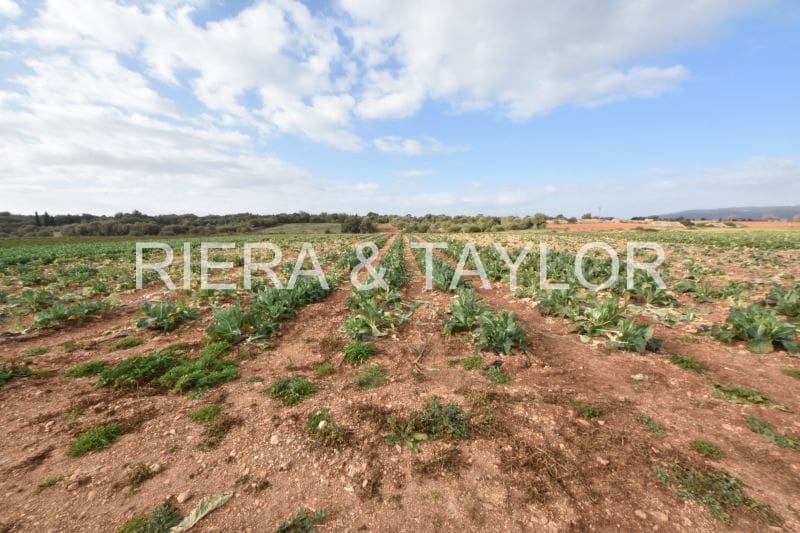Undeveloped Land for sale in Manacor - € 40,000 (Ref: 6757322)
