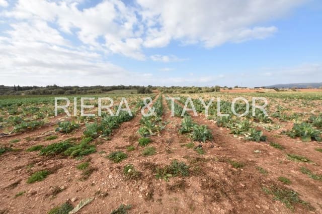 Undeveloped Land for sale in Manacor - € 40,000 (Ref: 6757322)