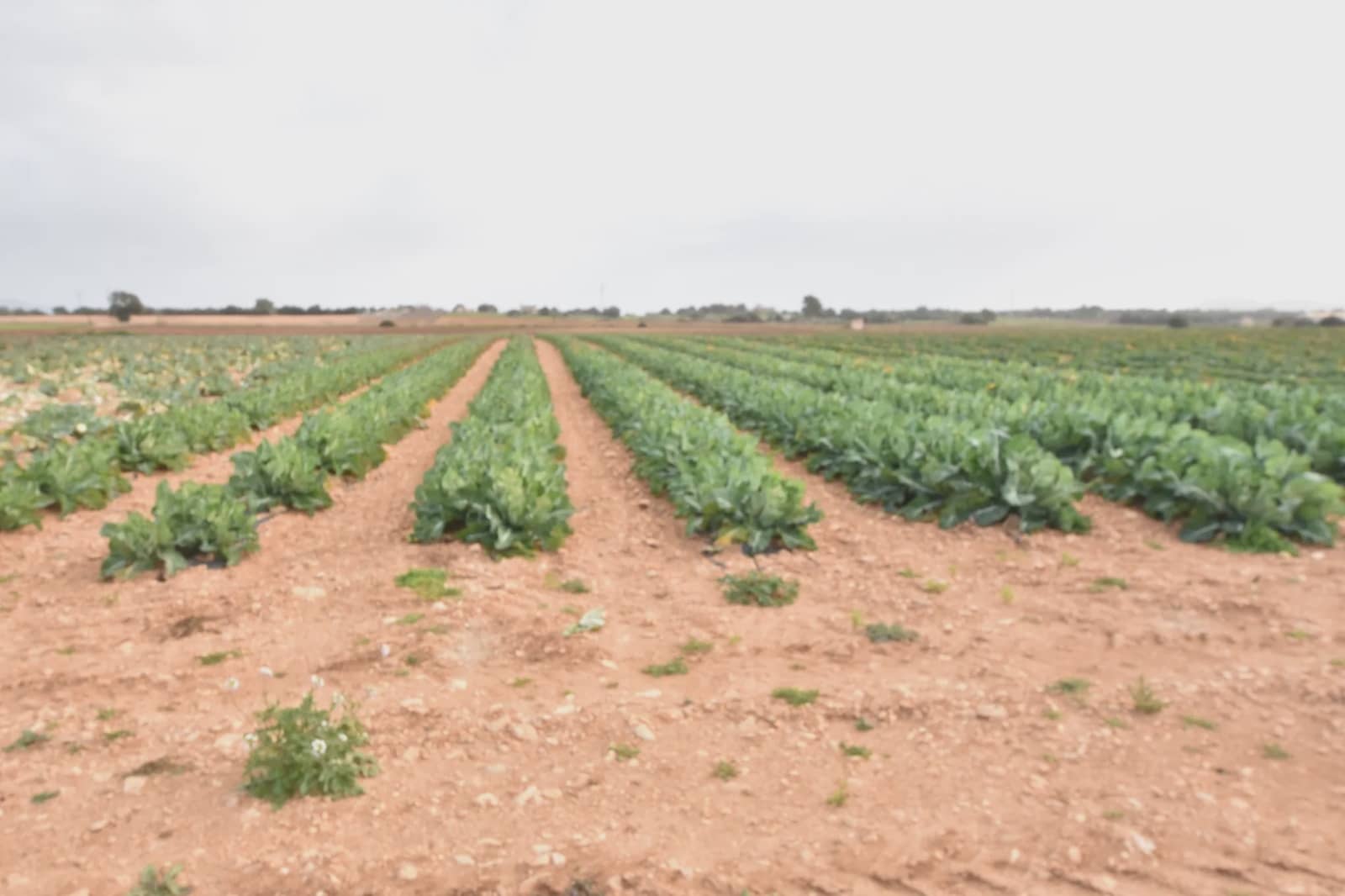 Undeveloped Land for sale in Manacor - € 40,000 (Ref: 6757322)