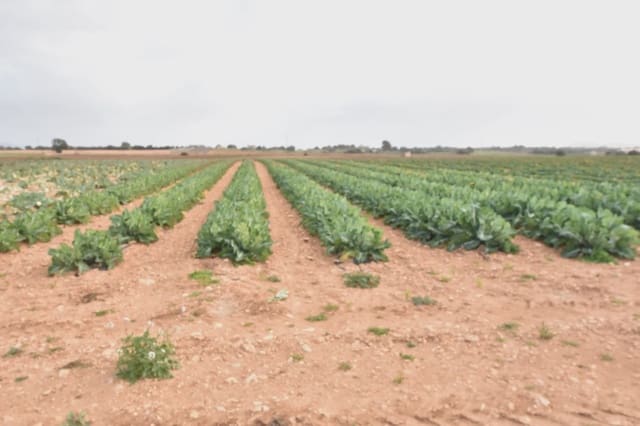 Grunde uden byggetilladelser til salg i Manacor - € 40.000 (Ref: 6757322)