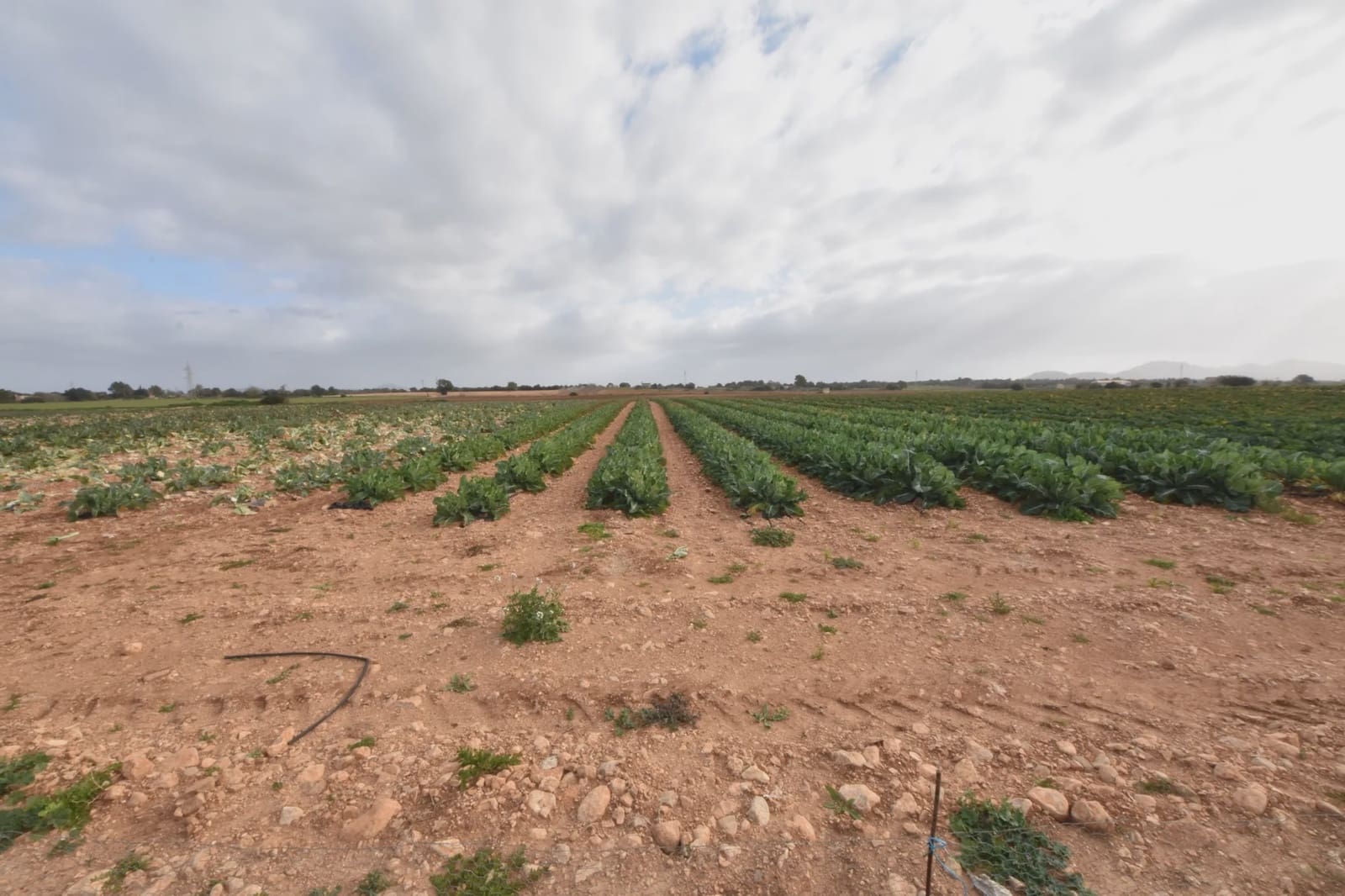 Undeveloped Land for sale in Manacor - € 40,000 (Ref: 6757322)