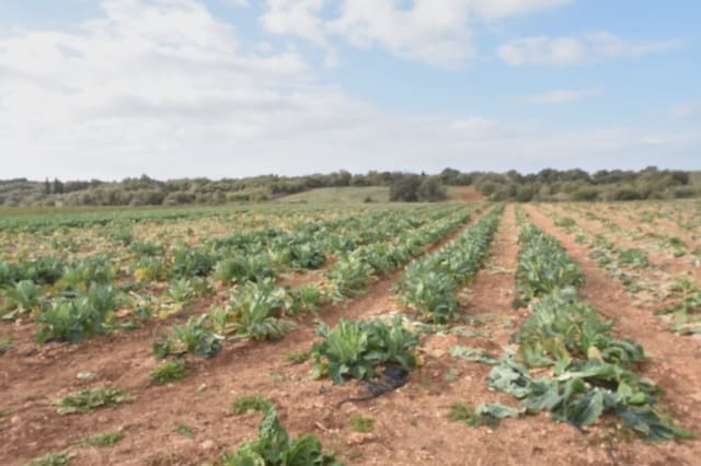 Grunde uden byggetilladelser til salg i Manacor - € 40.000 (Ref: 6757322)