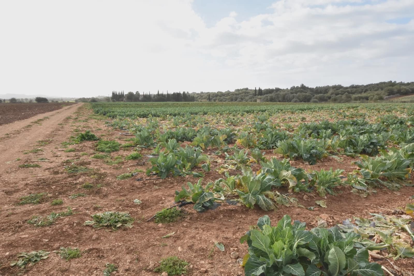 Undeveloped Land for sale in Manacor - € 40,000 (Ref: 6757322)