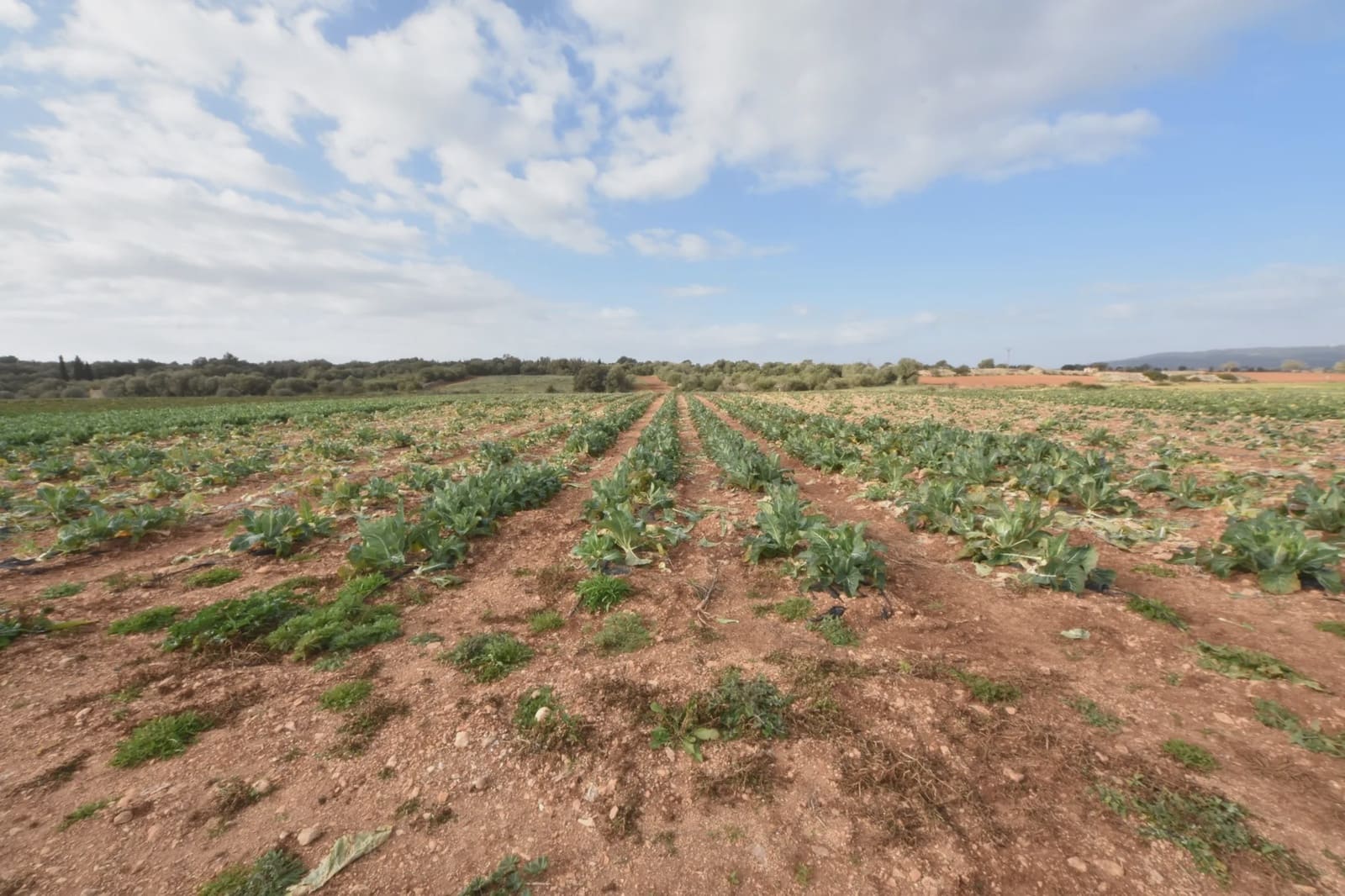 Undeveloped Land for sale in Manacor - € 40,000 (Ref: 6757322)