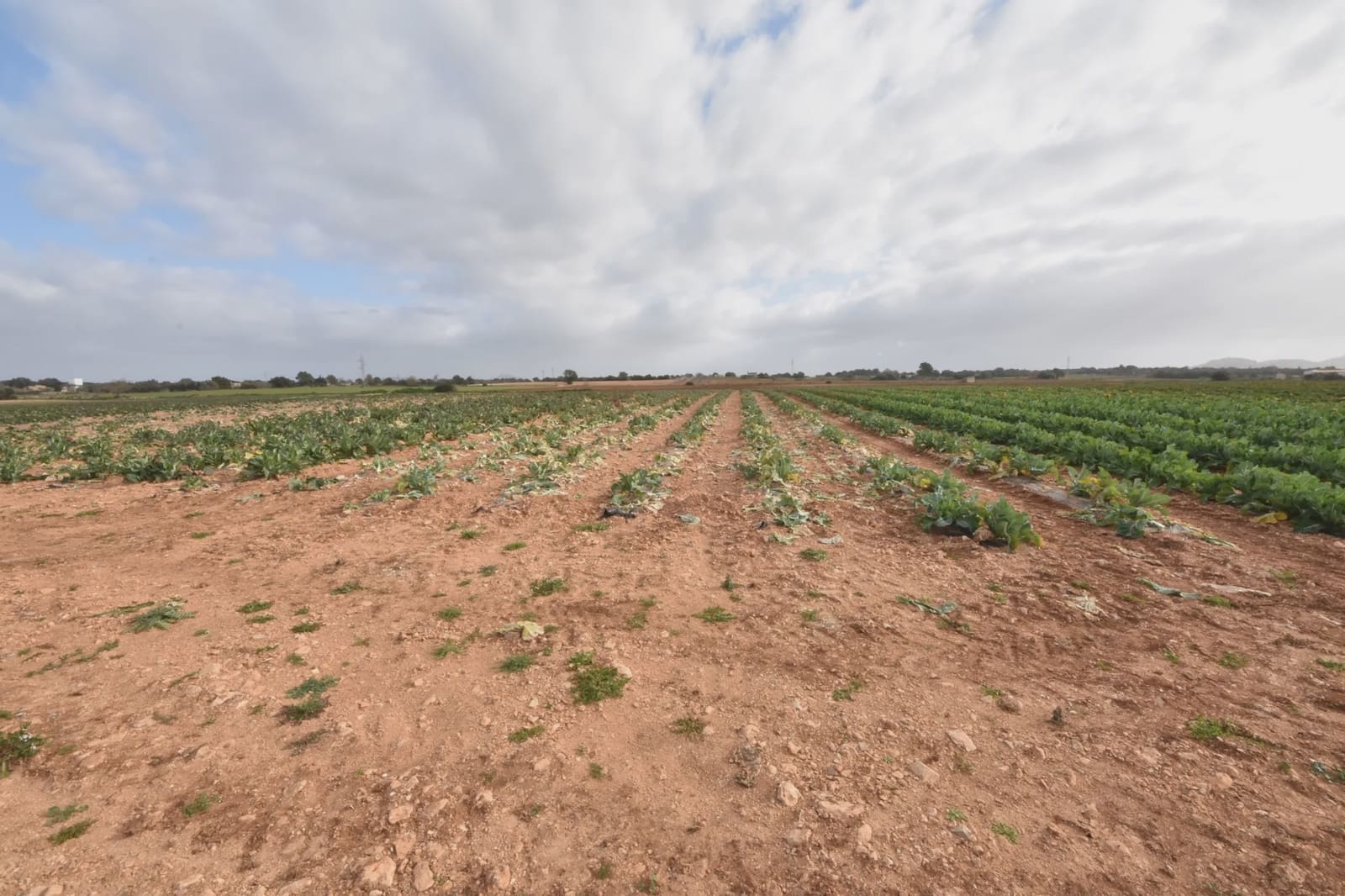 Undeveloped Land for sale in Manacor - € 40,000 (Ref: 6757322)