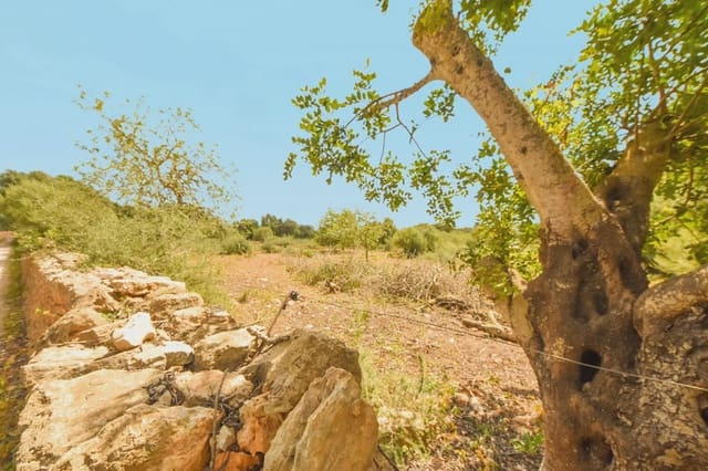 Teren niezagospodarowany na sprzedaż w Calas de Mallorca, Manacor - 500 000 € (Ref: 6826272)