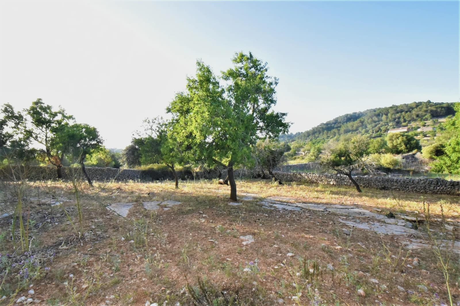 Terreno Non Edificato in vendita in Son Servera - 970.000 € (Rif: 6895263)