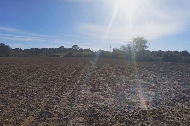 Grond te koop in Santa Margalida - € 220.000 (Ref: 7267082)