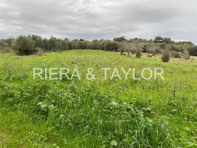 Undeveloped Land for sale in Muro - € 270,428 (Ref: 7284878)