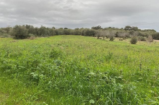 Terreno Non Edificato in vendita in Muro - 270.428 € (Rif: 7284878)