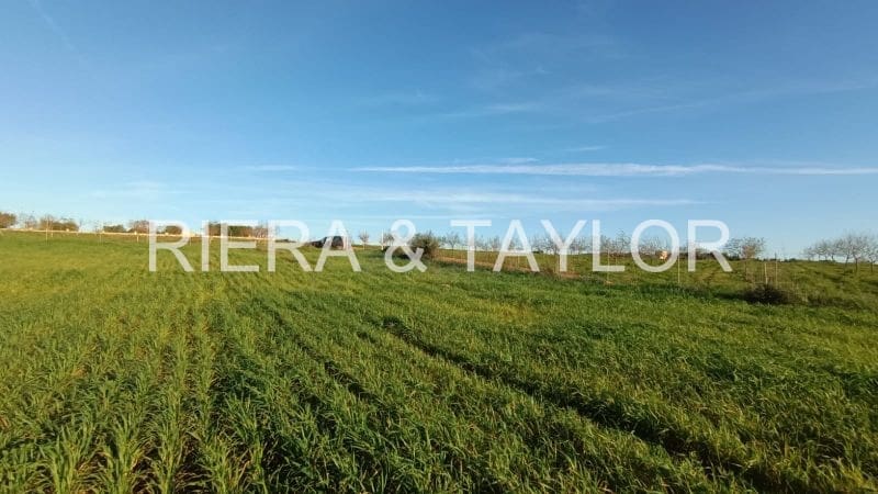 Undeveloped Land for sale in Manacor - € 180,000 (Ref: 7362991)