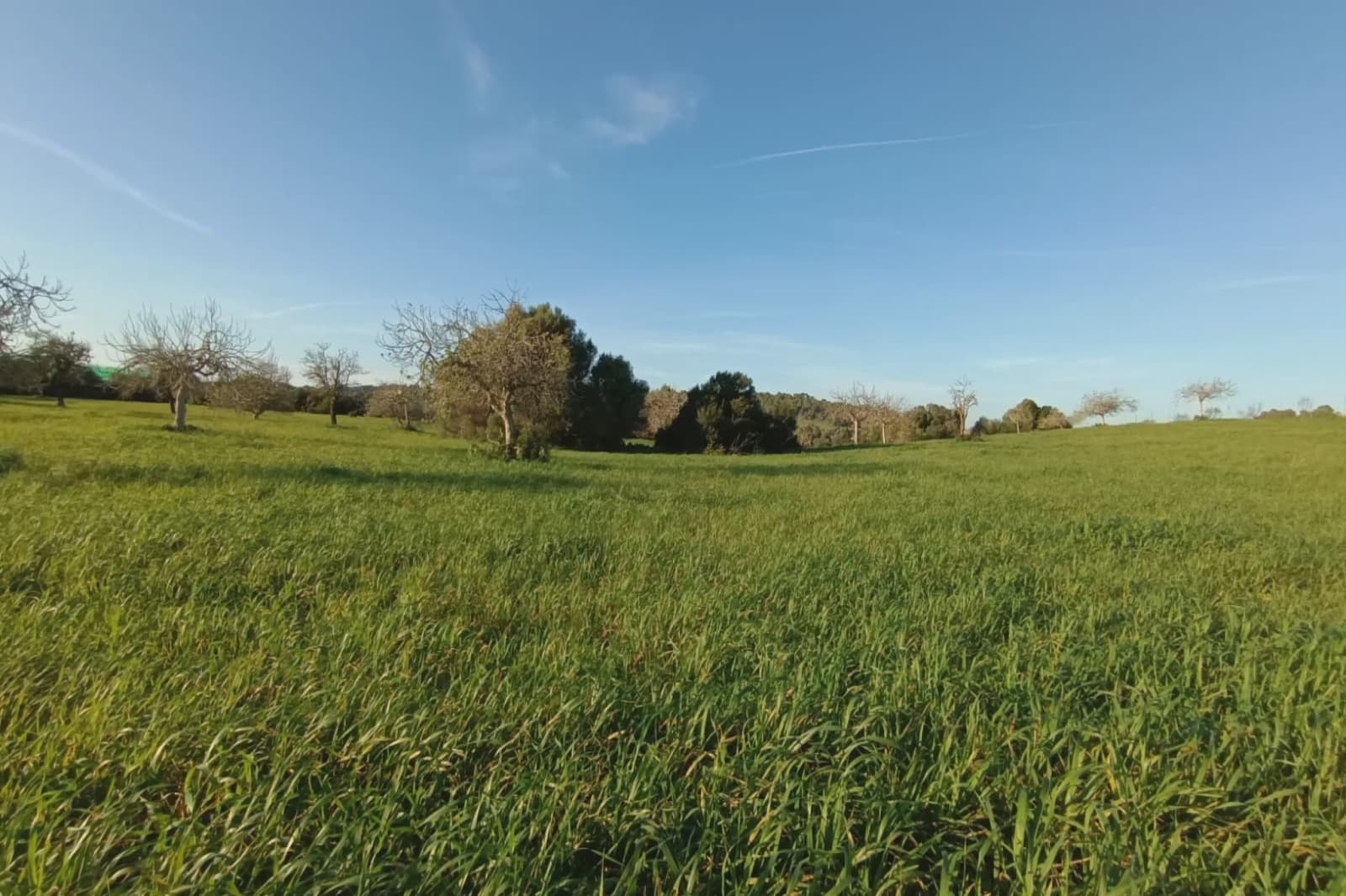 Terreno Não Urbanizado para venda em Manacor - 180 000 € (Ref: 7362991)