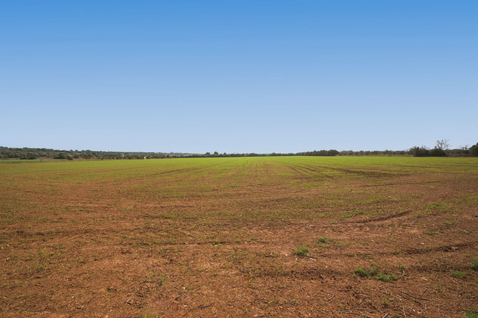 Terre non Aménagée à vendre à Campos - 180 000 € (Ref: 7982673)