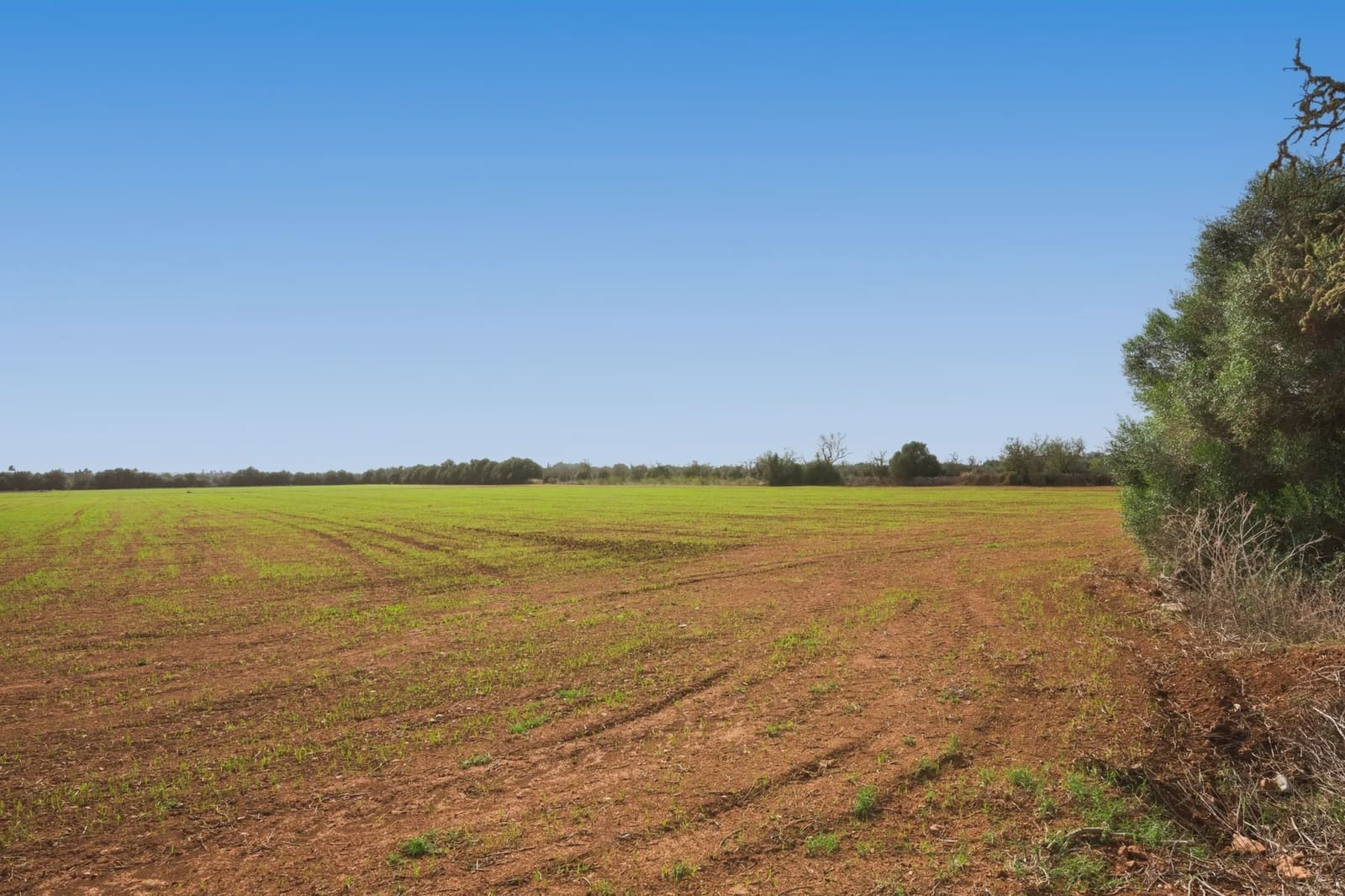 Terre non Aménagée à vendre à Campos - 180 000 € (Ref: 7982673)