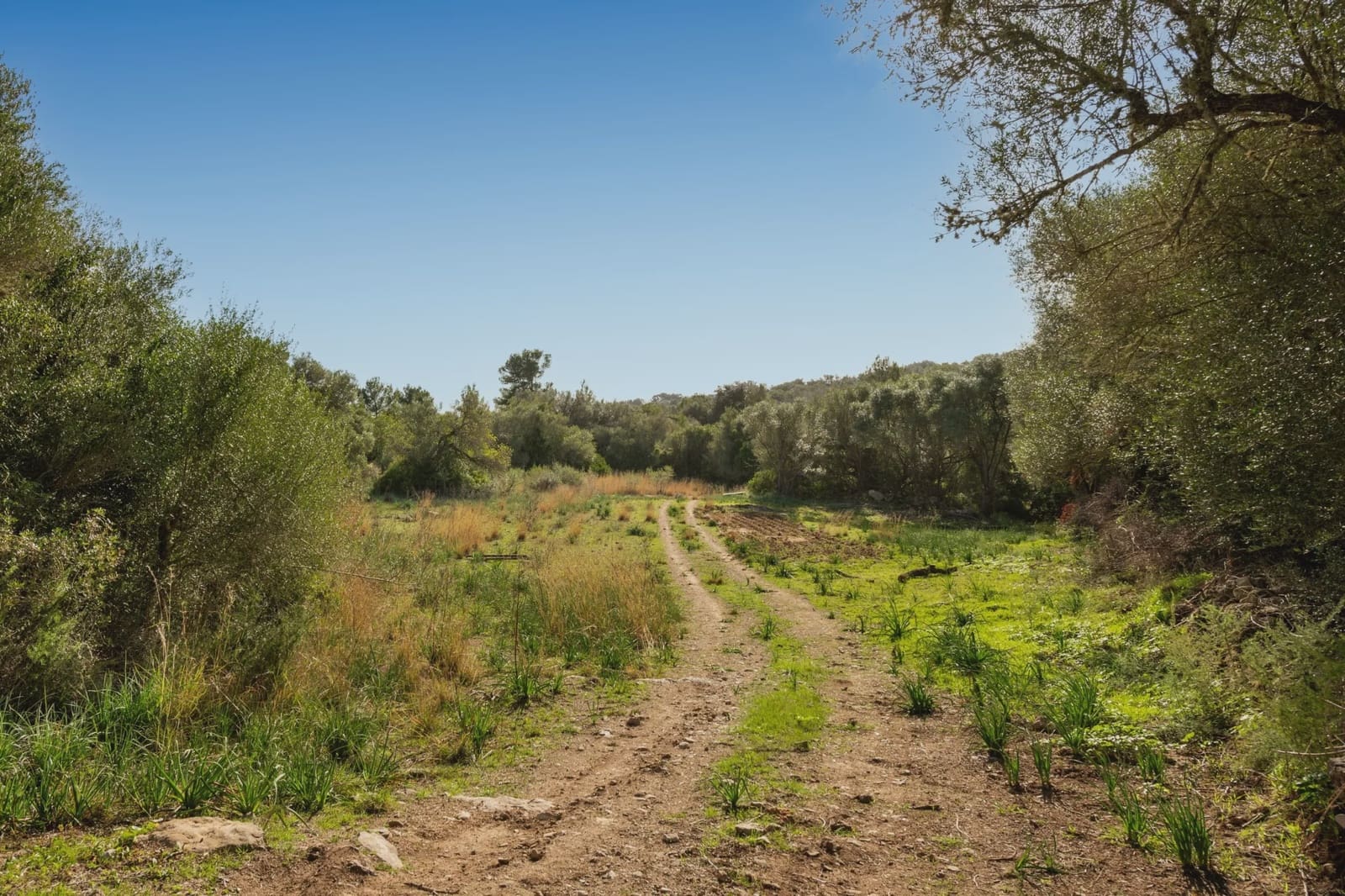 6 soveværelse Finca/Landehus til salg i Arta - € 2.500.000 (Ref: 8047743)