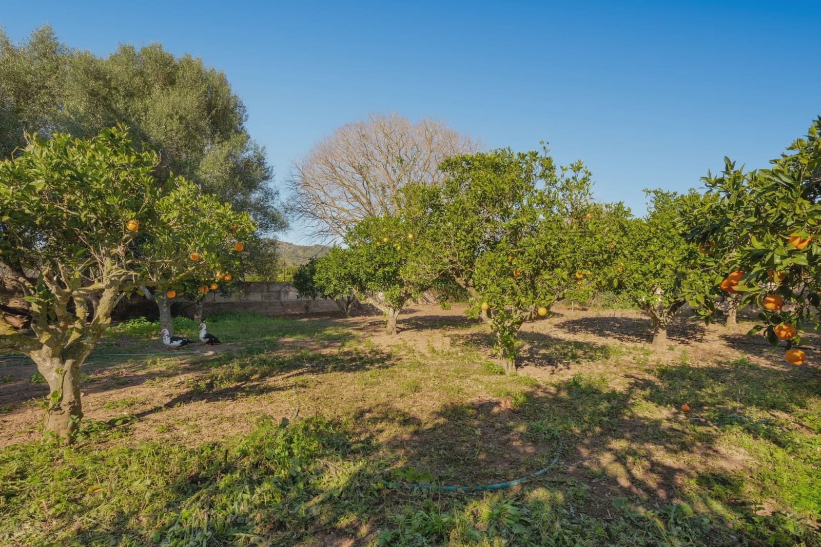 Finca/Casa Rural de 3 habitaciones en Son Servera en venta - 599.000 € (Ref: 8100275)