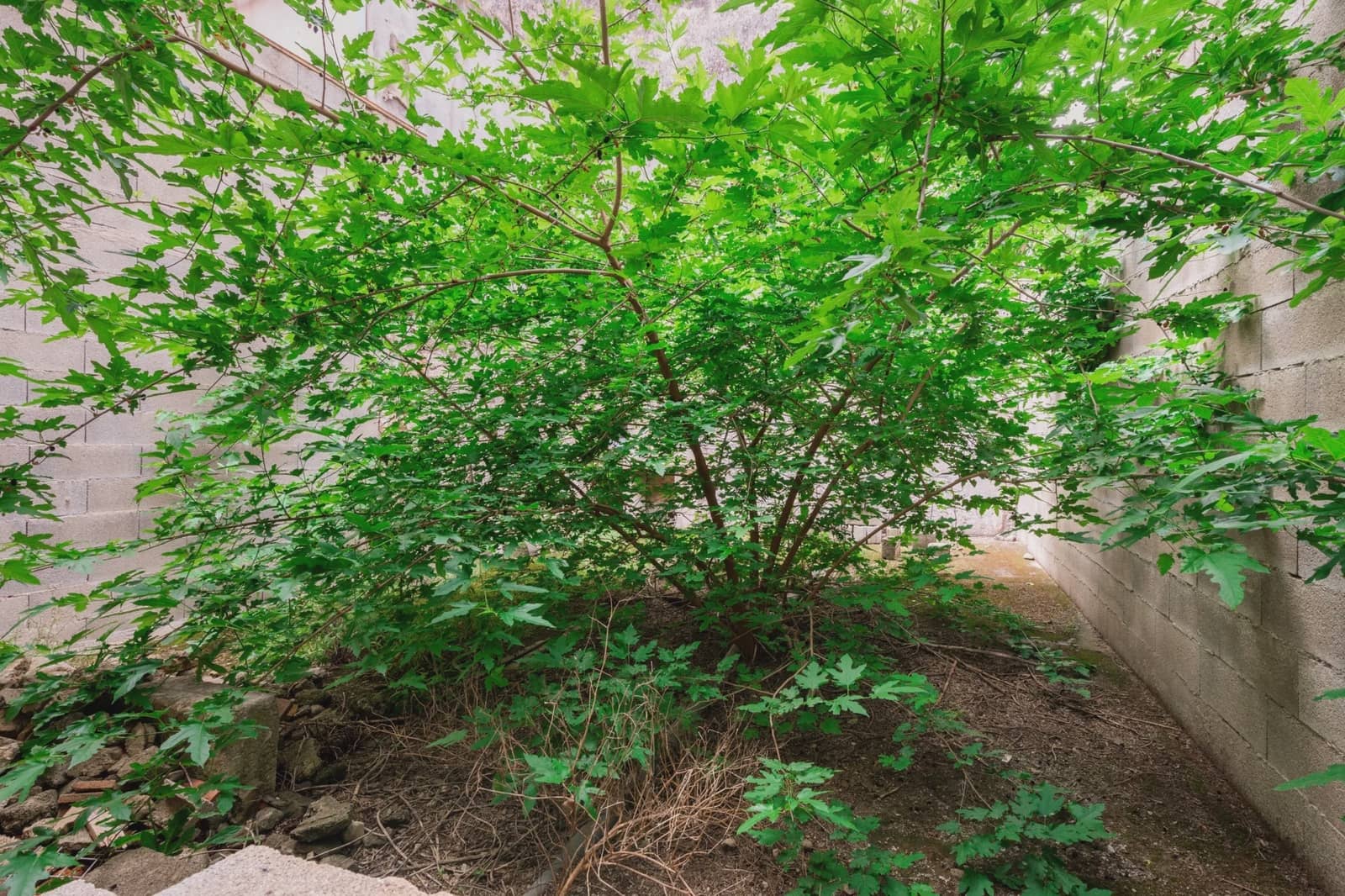 Haus zu verkaufen in Manacor - 140.000 € (Ref: 8354418)