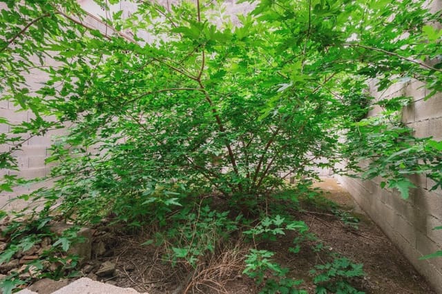 Byhus til salg i Manacor - € 140.000 (Ref: 8354418)