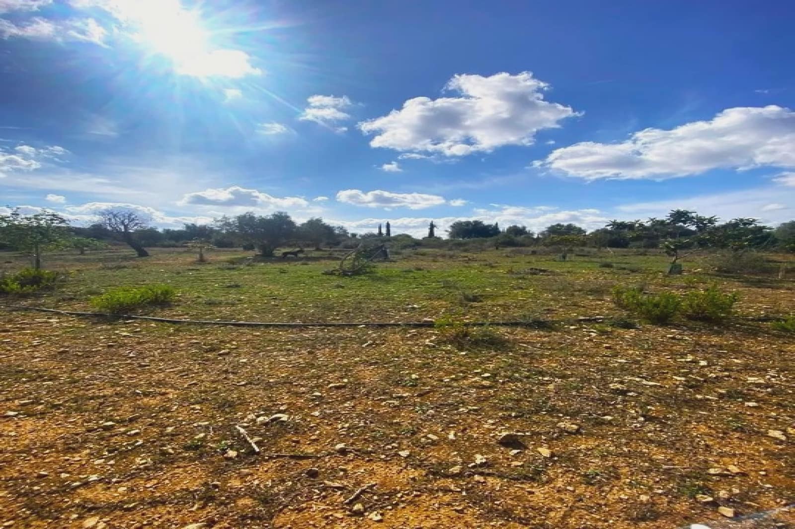 Undeveloped Land for sale in Vilafranca de Bonany - € 225,000 (Ref: 8535693)