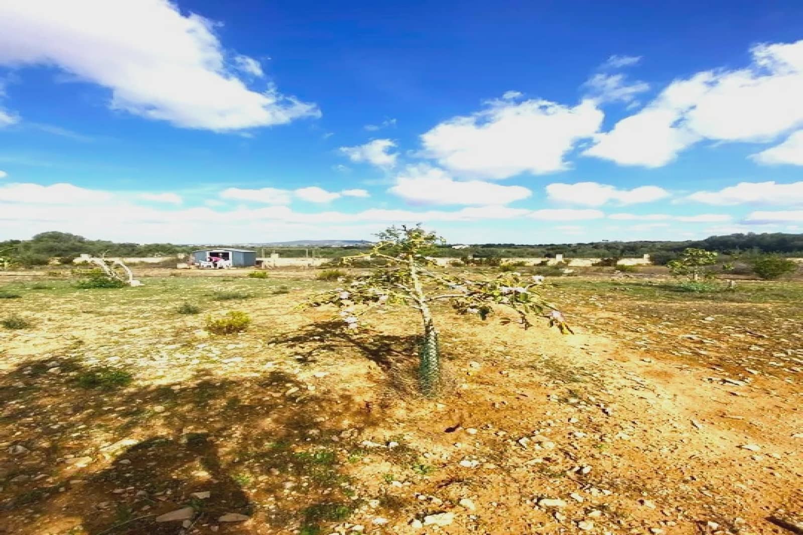 Undeveloped Land for sale in Vilafranca de Bonany - € 225,000 (Ref: 8535693)