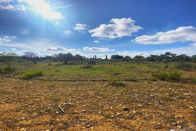 Teren niezagospodarowany na sprzedaż w Vilafranca de Bonany - 225 000 € (Ref: 8535693)