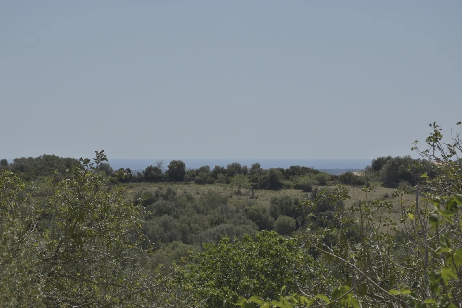 Undeveloped Land for sale in Manacor - € 395,000 (Ref: 8539371)