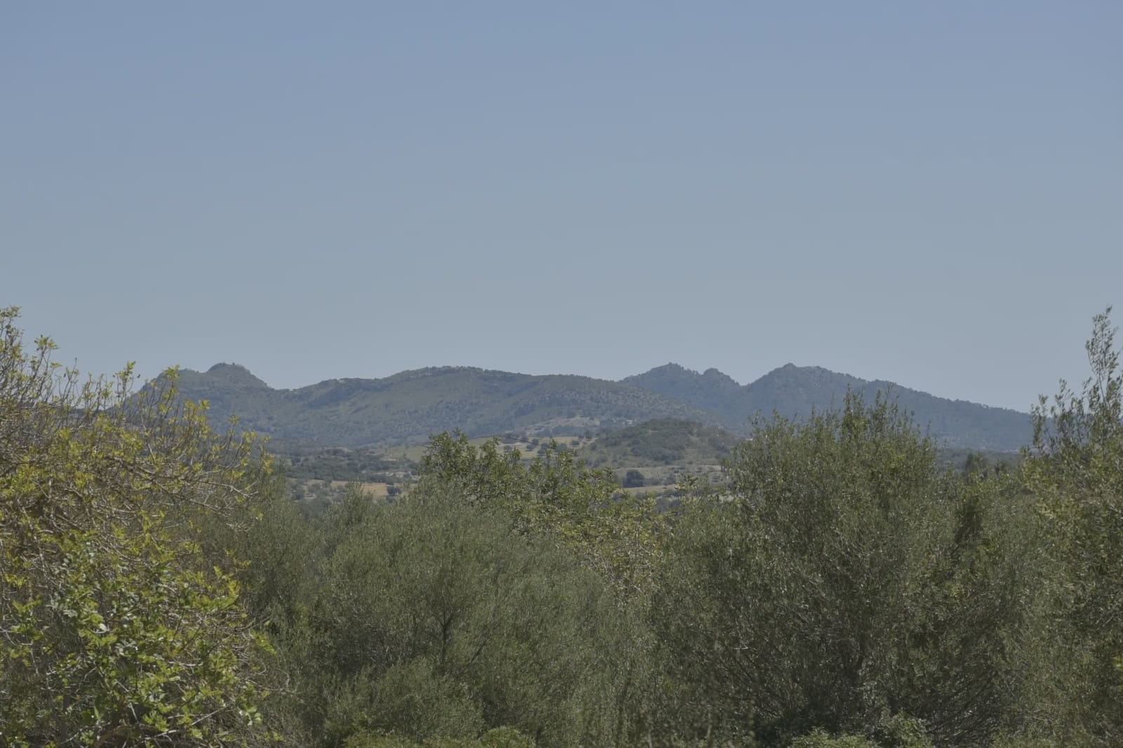 Undeveloped Land for sale in Manacor - € 395,000 (Ref: 8539371)