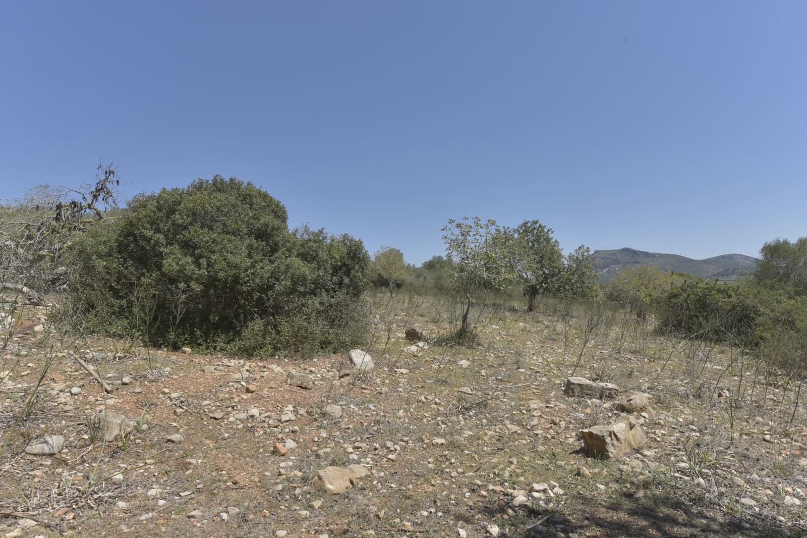 Undeveloped Land for sale in Manacor - € 395,000 (Ref: 8539371)