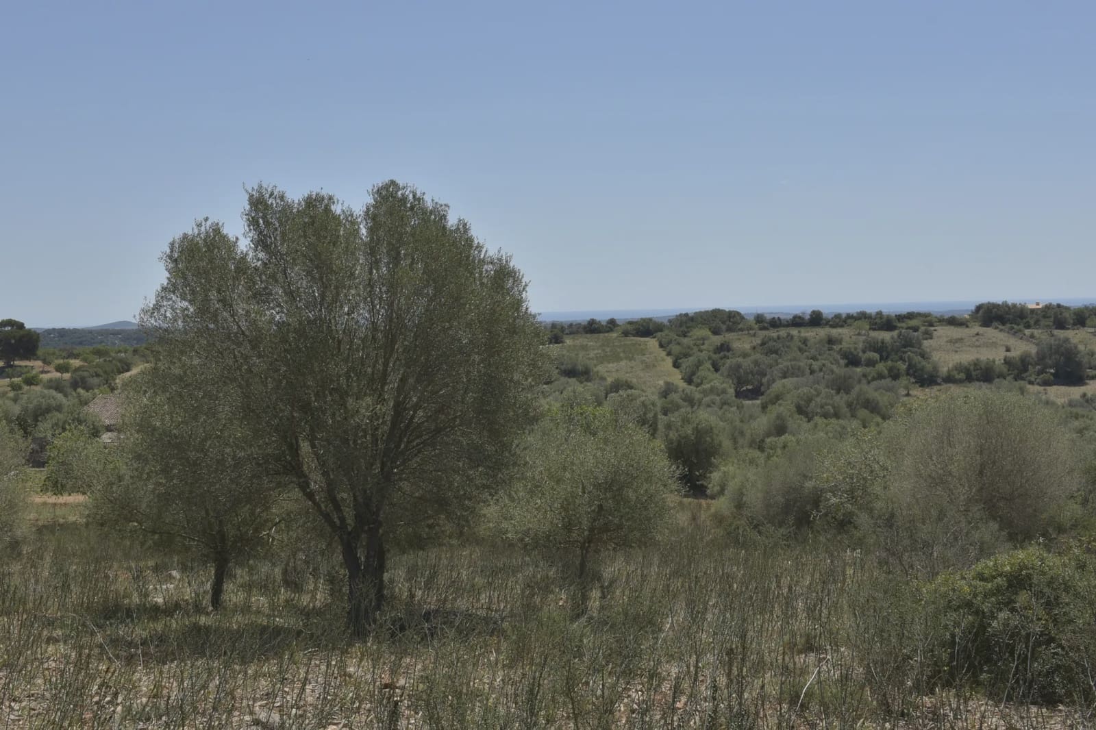 Undeveloped Land for sale in Manacor - € 395,000 (Ref: 8539371)