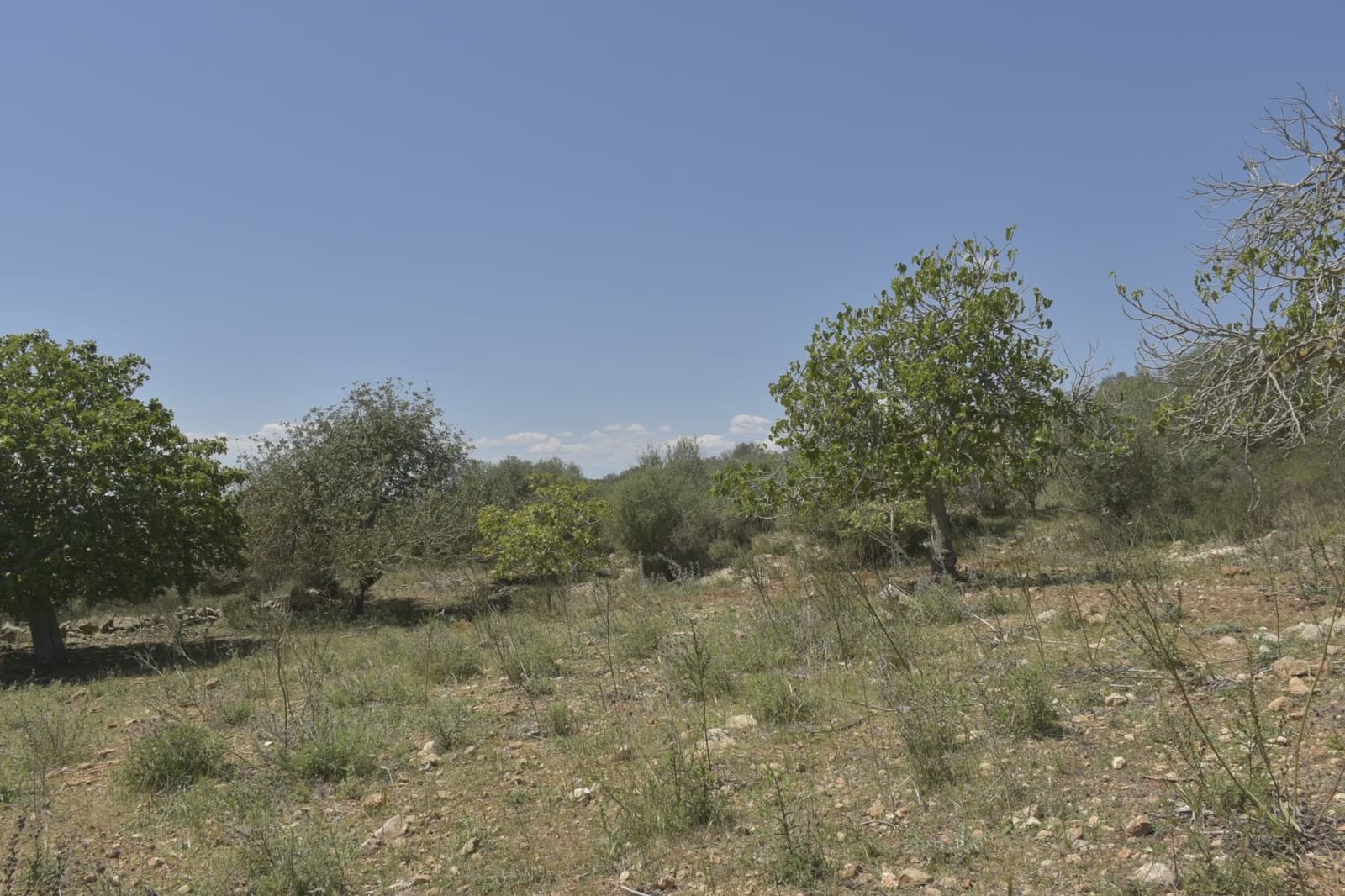Undeveloped Land for sale in Manacor - € 395,000 (Ref: 8539371)