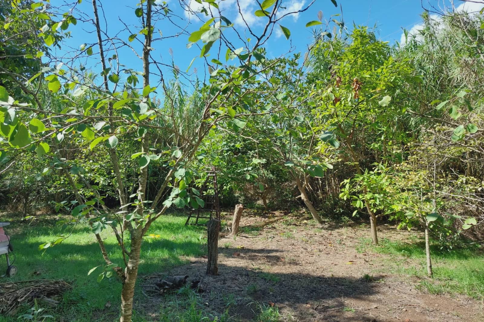 Undeveloped Land for sale in Capdepera - € 500,000 (Ref: 8583348)