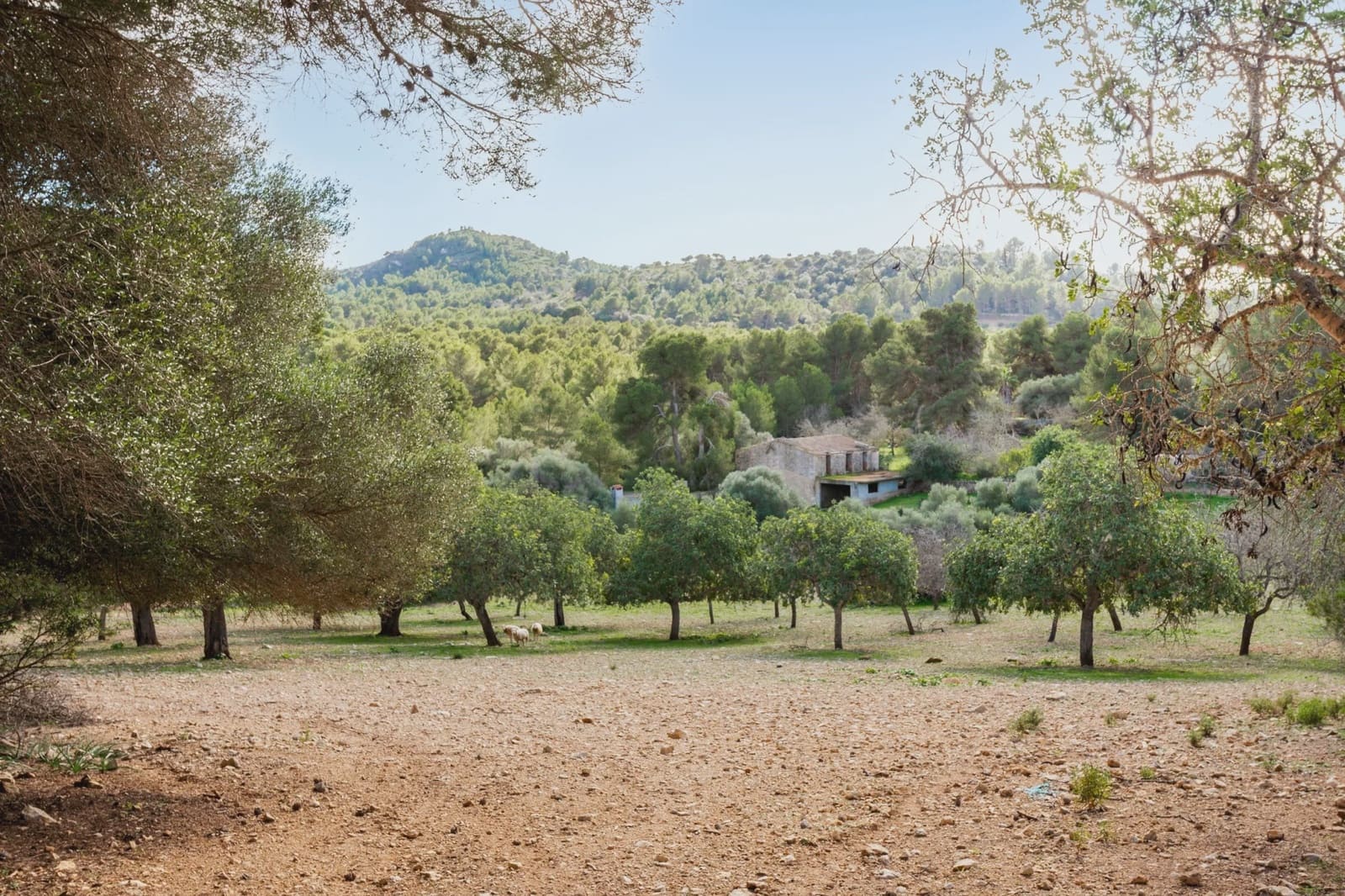 Finca/Hus på landet till salu i Manacor - 3 180 000 € (Ref: 8688299)