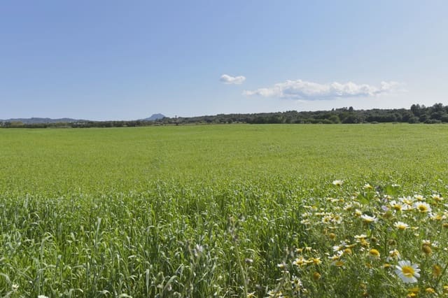 Grunde uden byggetilladelser til salg i Manacor - € 24.000 (Ref: 8696933)