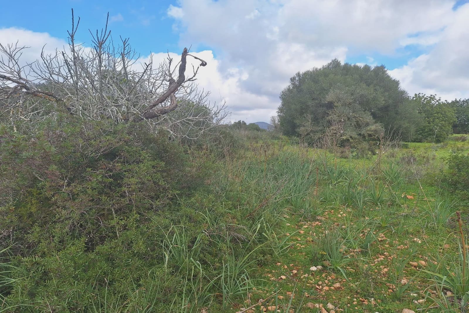 Ubebygd land til salgs i Son Carrio - € 245 000 (Ref: 8807247)