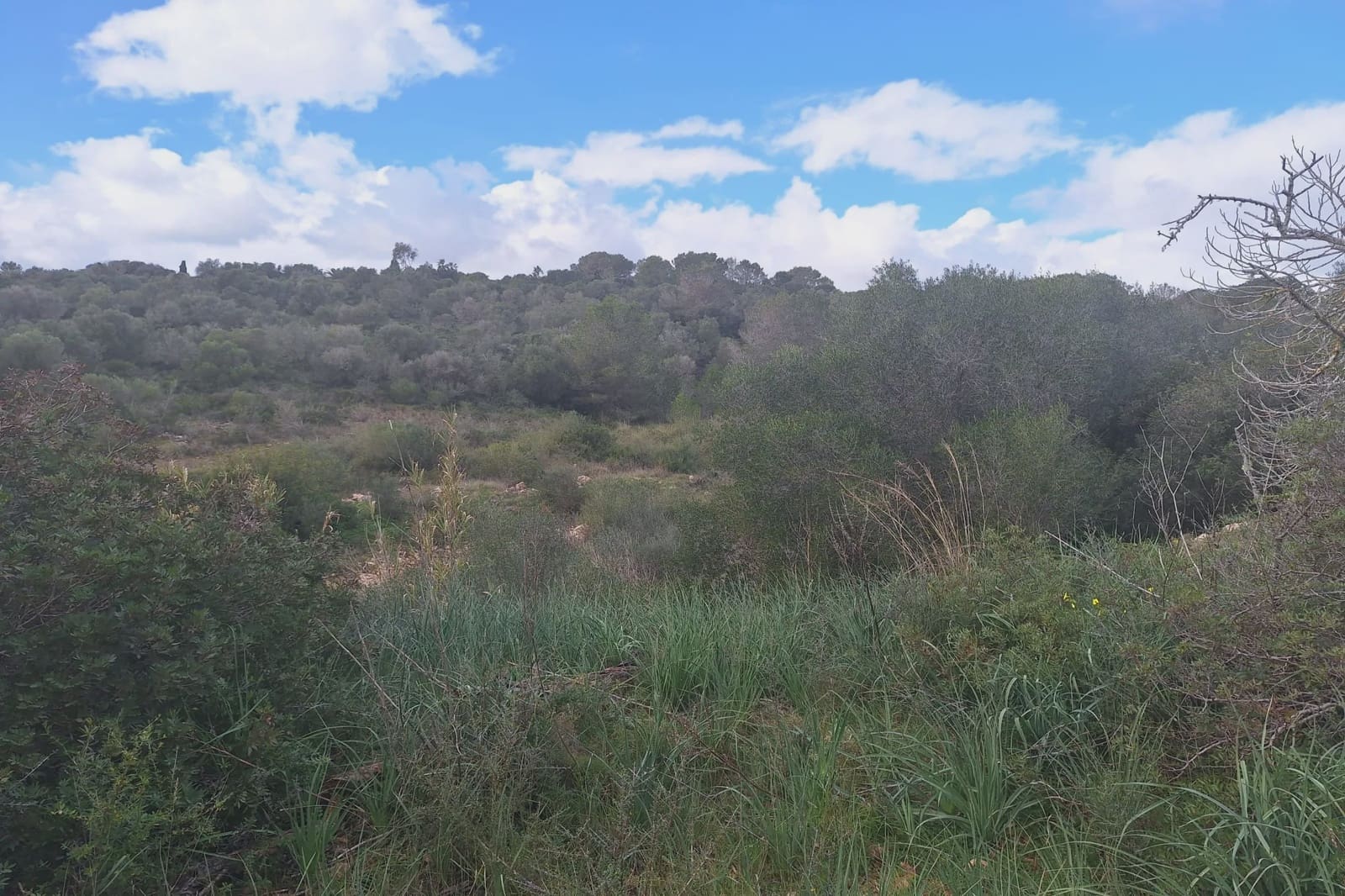 Ubebygd land til salgs i Son Carrio - € 245 000 (Ref: 8807247)