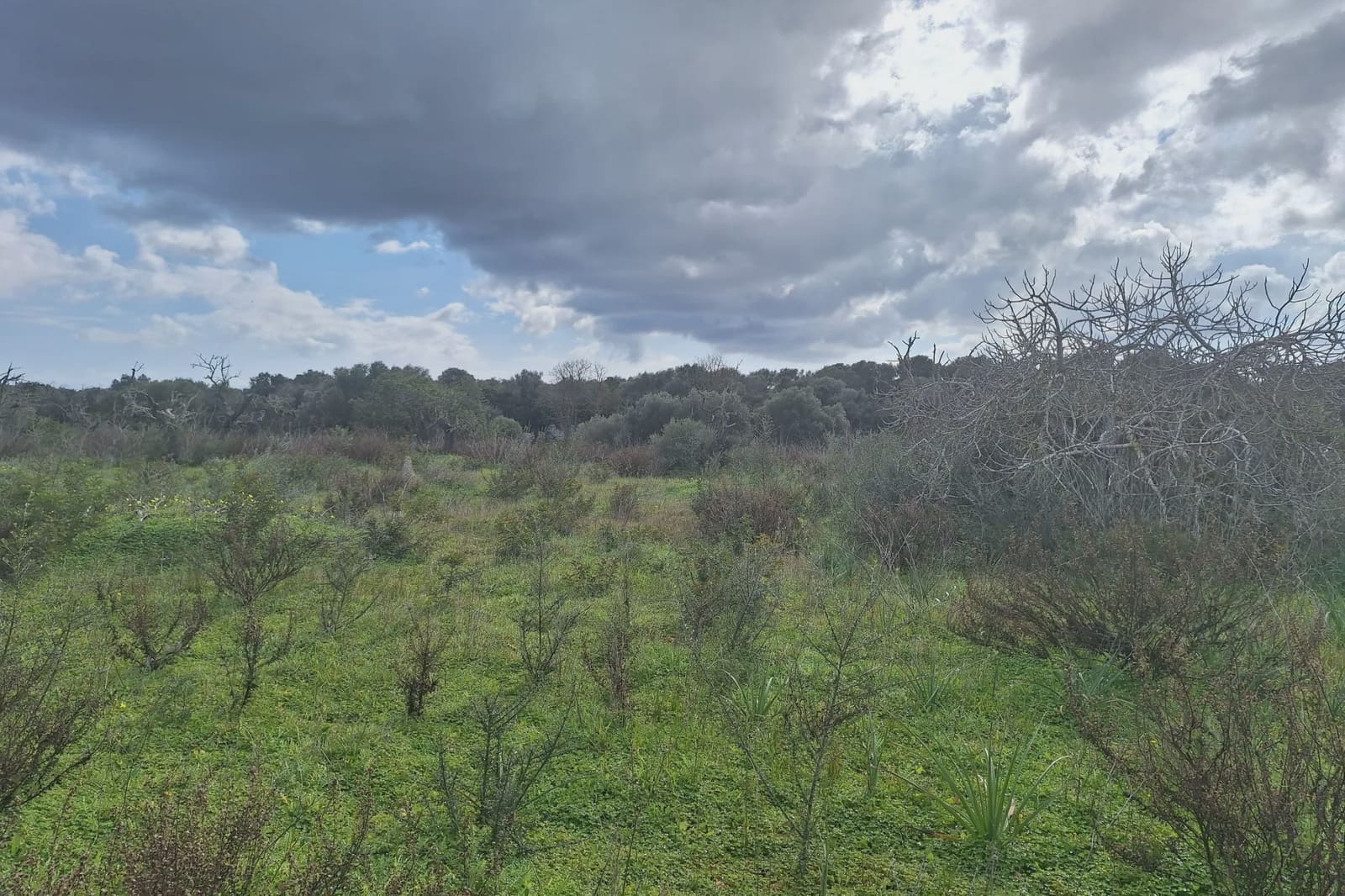 Ubebygd land til salgs i Son Carrio - € 245 000 (Ref: 8807247)