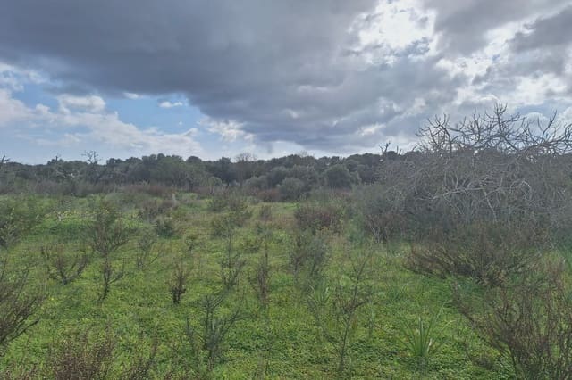 Teren niezagospodarowany na sprzedaż w Son Carrio, Sant Llorenç des Cardassar - 245 000 € (Ref: 8807247)