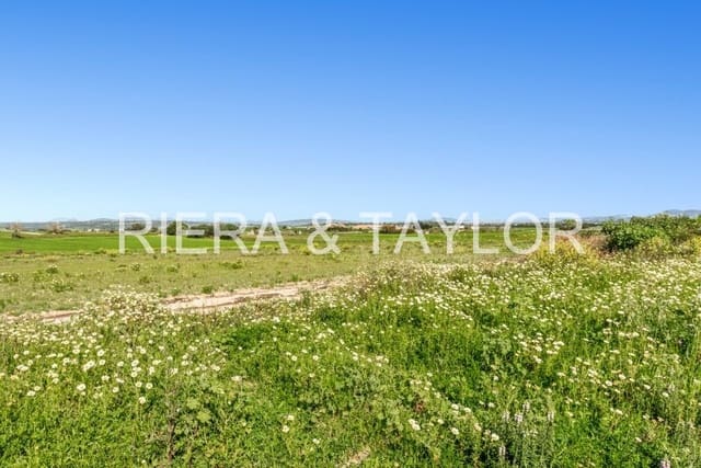 4 soveværelse Finca/Landehus til salg i Petra - € 700.000 (Ref: 8839333)