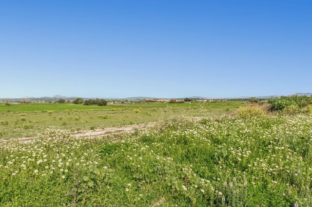 4 soveværelse Finca/Landehus til salg i Petra - € 700.000 (Ref: 8839333)