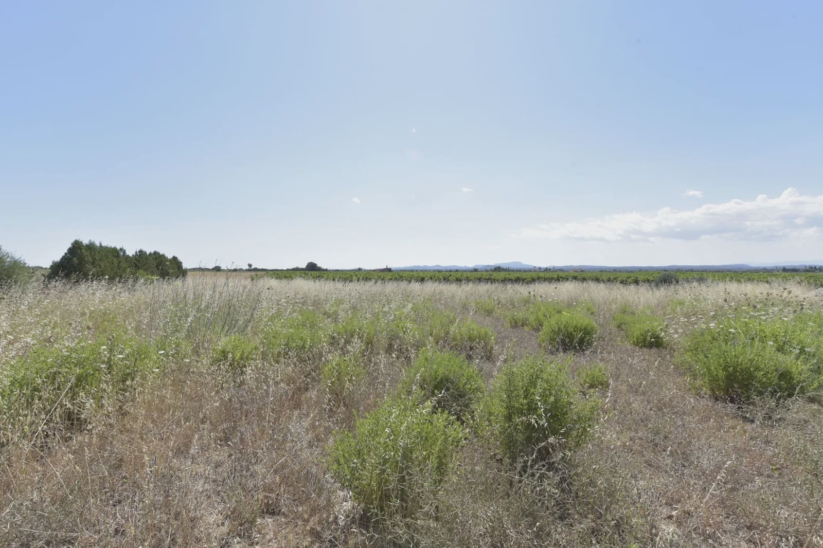 Undeveloped Land for sale in Felanitx - € 24,000 (Ref: 8867538)