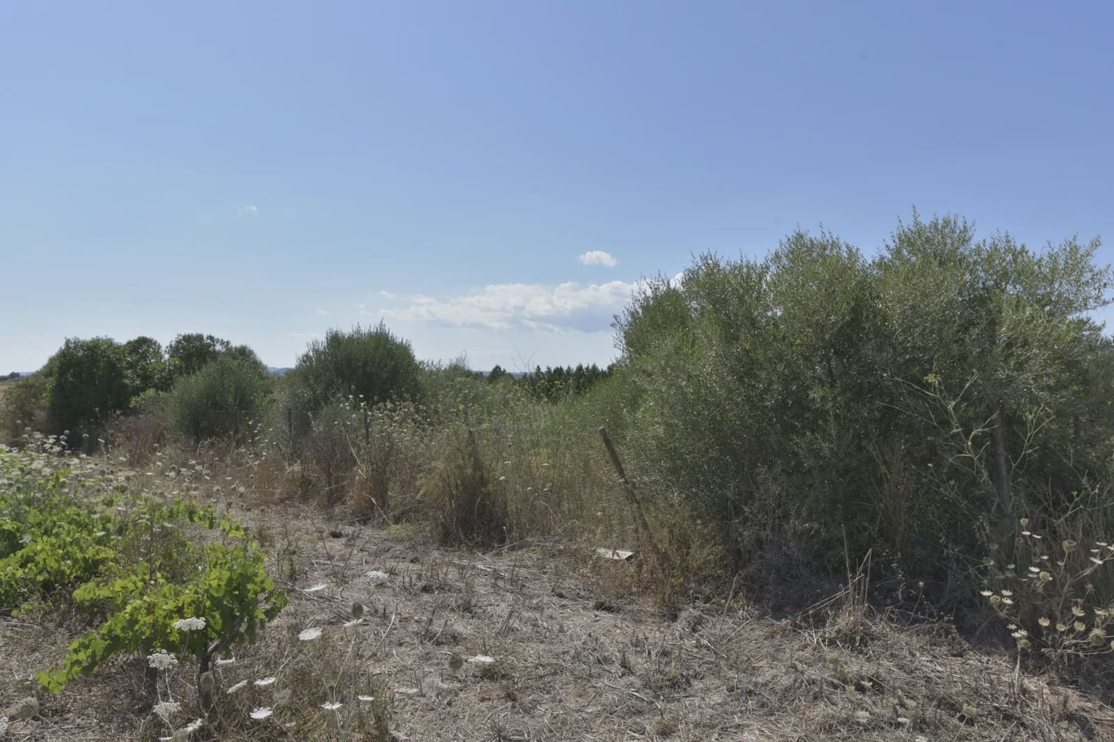 Undeveloped Land for sale in Felanitx - € 24,000 (Ref: 8867538)