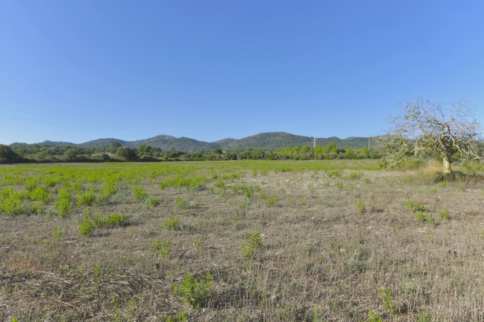 Undeveloped Land for sale in Manacor - € 210,000 (Ref: 8906872)