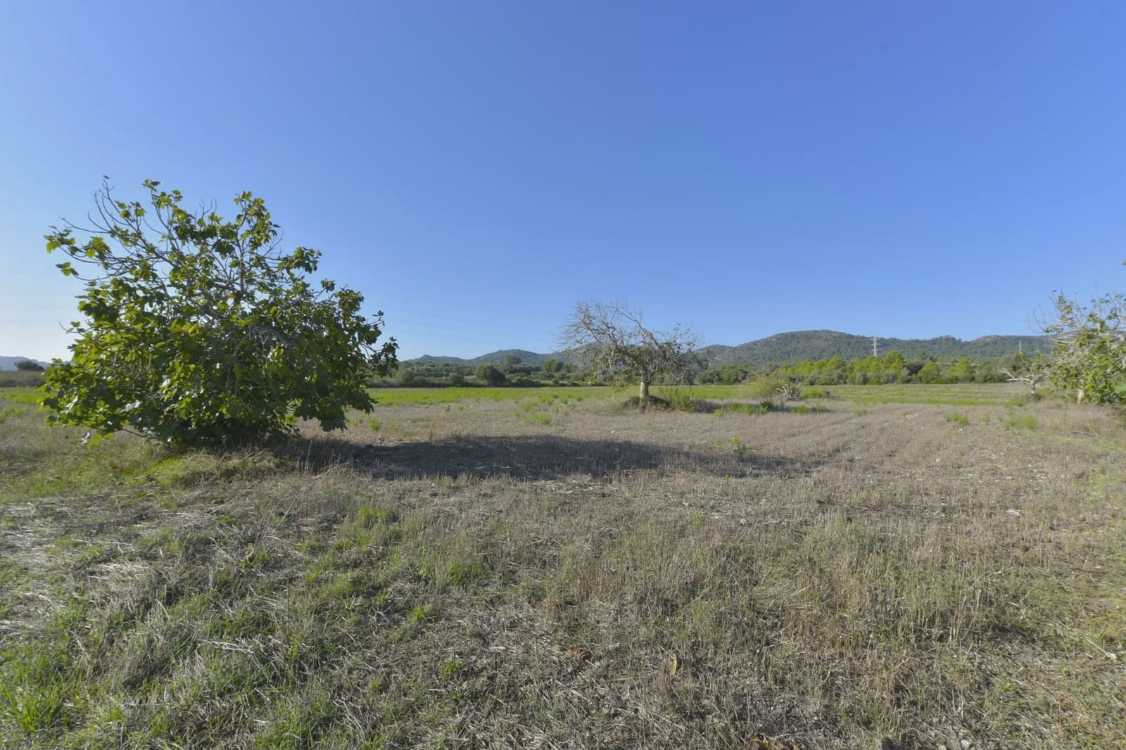Undeveloped Land for sale in Manacor - € 210,000 (Ref: 8906872)