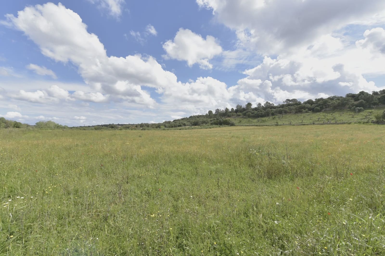 Mark till salu i Ariany - 109 000 € (Ref: 8933472)